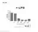 Fig. 04 - Methods of using pegylated interleukin-10 for treating cancer