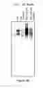 Fig. 07 - FACTOR VIII POLYMER CONJUGATES
