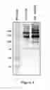 Fig. 10 - FACTOR VIII POLYMER CONJUGATES