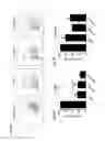 Fig. 07 - Costimulation of chimeric antigen receptors by MyD88 and CD40 polypeptides