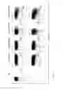 Fig. 33 - Costimulation of chimeric antigen receptors by MyD88 and CD40 polypeptides