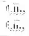 Fig. 23 - Immunogenic complex for vaccination and method for the production thereof