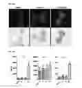 Fig. 28 - Immunogenic complex for vaccination and method for the production thereof