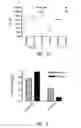 Fig. 08 - VACCINE COMPOSITION CONTAINING SYNTHETIC ADJUVANT