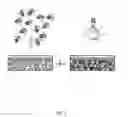 Fig. 02 - Photosynthetic cellular substances and methods of use thereof