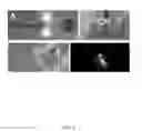 Fig. 03 - Photosynthetic cellular substances and methods of use thereof