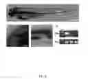 Fig. 07 - Photosynthetic cellular substances and methods of use thereof