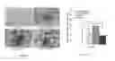 Fig. 14 - Crosslinked chitosan-lactide hydrogels