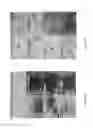 Fig. 15 - Crosslinked chitosan-lactide hydrogels