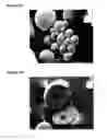 Fig. 05 - Solid dosage form containing arabinogalactan