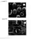 Fig. 06 - Solid dosage form containing arabinogalactan