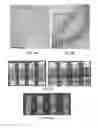 Fig. 03 - Self-assembling peptide and polysaccharide complexes