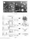 Fig. 09 - Polyplexes