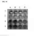 Fig. 56 - Nanodiamond particle complexes