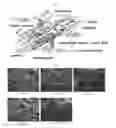 Fig. 02 - Mimetic tissue structure containing extracellular matrix protein-bone mineral complex and method for manufacturing same