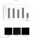 Fig. 04 - Mimetic tissue structure containing extracellular matrix protein-bone mineral complex and method for manufacturing same
