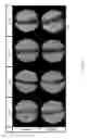 Fig. 06 - MULTI-STEP METHOD FOR FABRICATING TISSUE ENGINEERING BONE