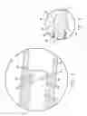 Fig. 06 - CARDIAC LEAD WITH SNAP-LOCK CONSTRUCTION OF INTEGRATED DISTAL TIP ASSEMBLY