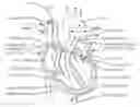 Fig. 01 - Method of reducing the occurrence of arrhythmias via photobiomodulation and apparatus for same