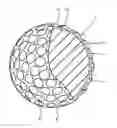 Fig. 01 - Golf ball