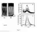 Fig. 08 - Semiconductor-oxides nanotubes-based composite particles useful for dye-removal and process thereof