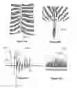 Fig. 07 - Life-like, simulated, animal pelts and hides and method