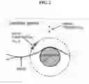 Fig. 03 - High strength and aesthetic lithium disilicate crystalline glass-ceramics containing cristobalite crystal and preparation method thereof