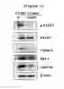 Fig. 05 - Geranyl flavonoid derivative with improved water solubility, a method for preparing the same, and a method for treating cancer using the same