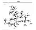 Fig. 06 - Hydrated and anhydrous polymorphs of 2′-O-fucosyllactose and their production methods