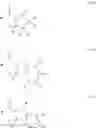 Fig. 02 - Beta-hairpin peptidomimetics