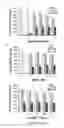 Fig. 14 - Platforms for cell-free protein synthesis comprising extracts from genomically recoded strains having genetic knock-out mutations in release factor 1 (RF-1) and endA