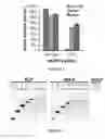 Fig. 15 - Platforms for cell-free protein synthesis comprising extracts from genomically recoded strains having genetic knock-out mutations in release factor 1 (RF-1) and endA