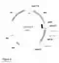 Fig. 03 - SULFONYLUREA-RESPONSIVE REPRESSOR PROTEINS