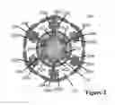 Fig. 03 - ISOLATED CLATHRIN THERAPEUTICS
