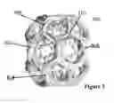 Fig. 04 - ISOLATED CLATHRIN THERAPEUTICS