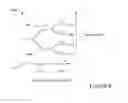 Fig. 07 - ISOLATED CLATHRIN THERAPEUTICS