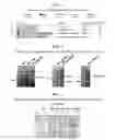 Fig. 02 - Development of Protein-Based Biotherapeutics That Penetrates Cell-Membrane and Induces Anti-Hepatocellular Carcinoma Effect - Improved Cell-Permeable Suppressor of Cytokine Signaling (iCP-SOCS3) Proteins, Polynucleotides Encoding the Same, and Anti-Hepatocellular Carcinoma Compositions Comprising the Same