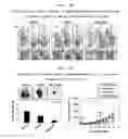 Fig. 13 - Development of Protein-Based Biotherapeutics That Penetrates Cell-Membrane and Induces Anti-Hepatocellular Carcinoma Effect - Improved Cell-Permeable Suppressor of Cytokine Signaling (iCP-SOCS3) Proteins, Polynucleotides Encoding the Same, and Anti-Hepatocellular Carcinoma Compositions Comprising the Same