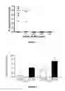 Fig. 02 - Peptide compounds and methods of production and use thereof