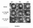 Fig. 07 - Peptide compounds and methods of production and use thereof