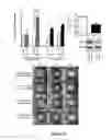 Fig. 22 - Peptide compounds and methods of production and use thereof