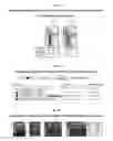 Fig. 12 - Development of Protein-Based Biotherapeutics That Induced Osteogenesis for Bone Healing Therapy: Cell-Permeable BMP2 and BMP7 Recombinant Proteins (CP-BMP2 & CP-BMP7), Polynucleotides Encoding the Same and Pro-osteogenic Compositions Comprising the Same