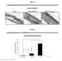 Fig. 25 - Development of Protein-Based Biotherapeutics That Induced Osteogenesis for Bone Healing Therapy: Cell-Permeable BMP2 and BMP7 Recombinant Proteins (CP-BMP2 & CP-BMP7), Polynucleotides Encoding the Same and Pro-osteogenic Compositions Comprising the Same