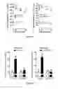 Fig. 06 - Neuropeptide Y-derived peptides