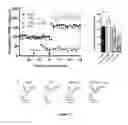 Fig. 11 - Neuropeptide Y-derived peptides