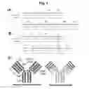 Fig. 02 - T-cell-specific humanized single fragment antibody delivery vehicle