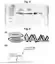 Fig. 05 - T-cell-specific humanized single fragment antibody delivery vehicle