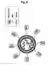 Fig. 06 - T-cell-specific humanized single fragment antibody delivery vehicle