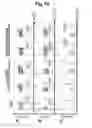 Fig. 14 - T-cell-specific humanized single fragment antibody delivery vehicle