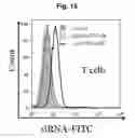 Fig. 15 - T-cell-specific humanized single fragment antibody delivery vehicle